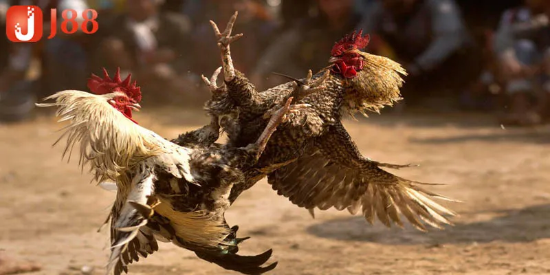 Các tựa game đá gà phổ biến hiện nay