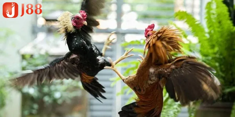 Đá Gà Thomo C1 – Sân Chơi Kịch Tính Dành Cho Người Mê Gà