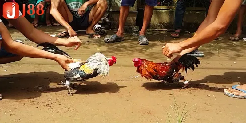 Lý thuyết về đá gà thomo c3 cho người chơi