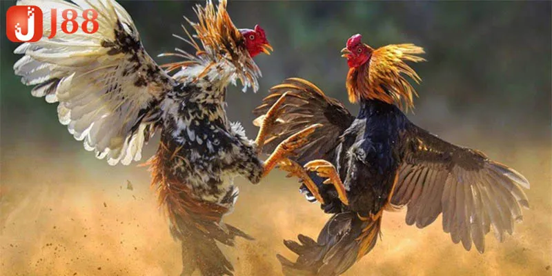 Mẹo soi và bắt kèo cho người chơi