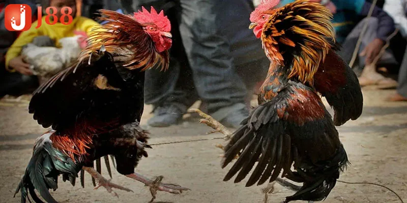 Tổng quan về đá gà thomo c1